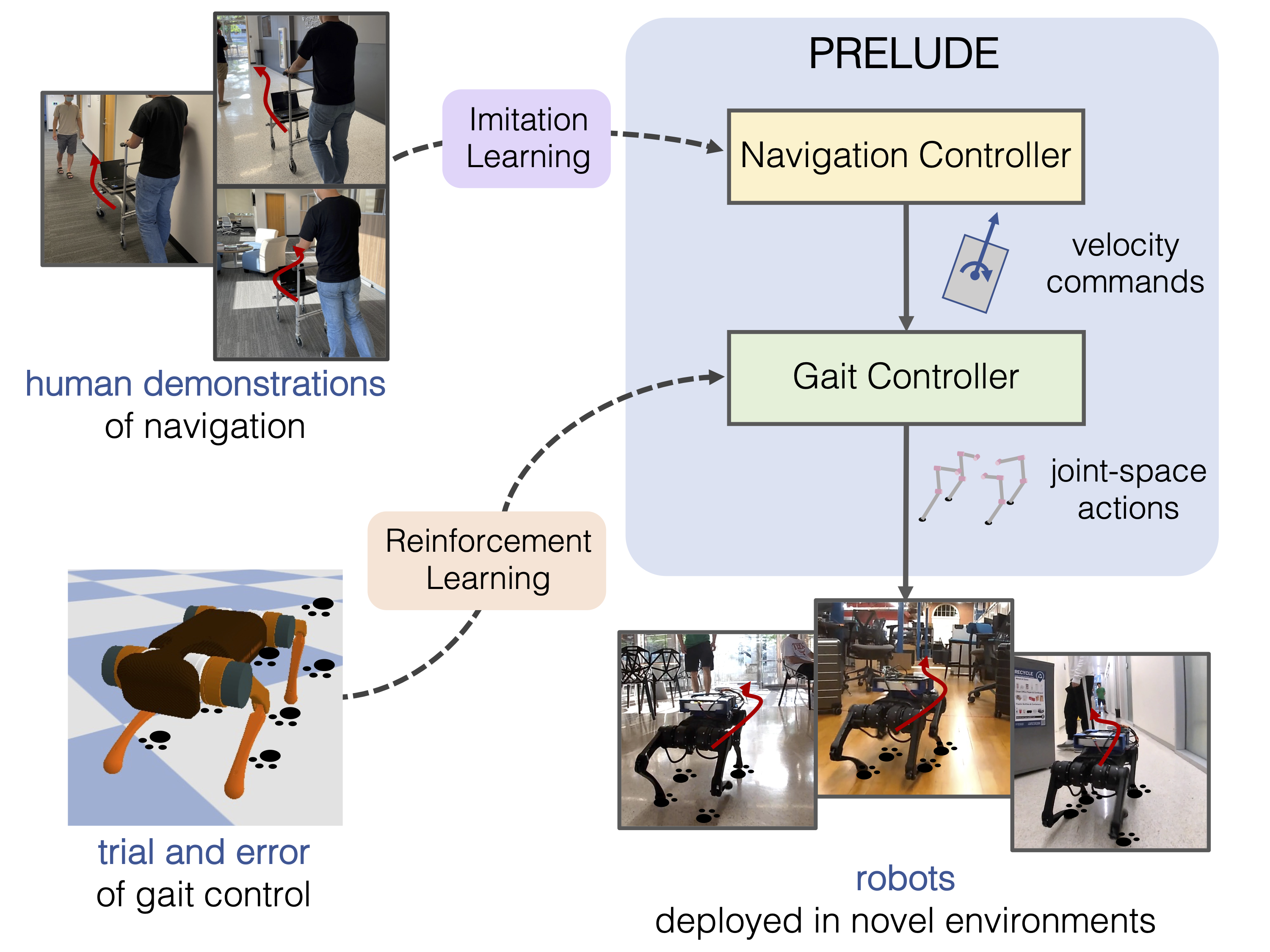 Learning to Walk by Steering: Perceptive Quadrupedal Locomotion in Dynamic Environments